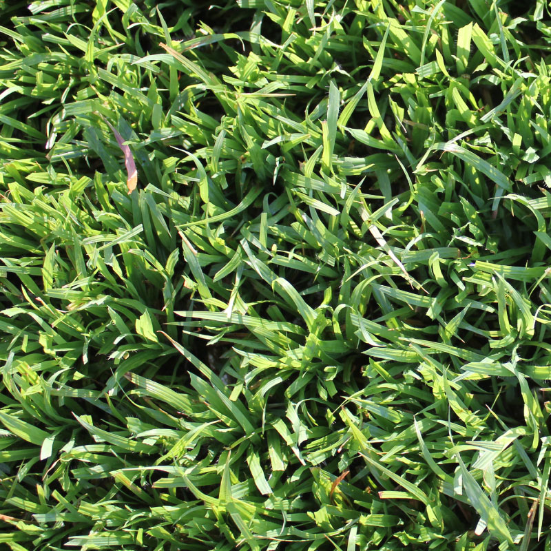 EvanGrass | 5 GRASS VARIETIES FOR ALL GARDENS